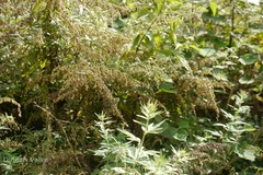 Artemisia nilagirica